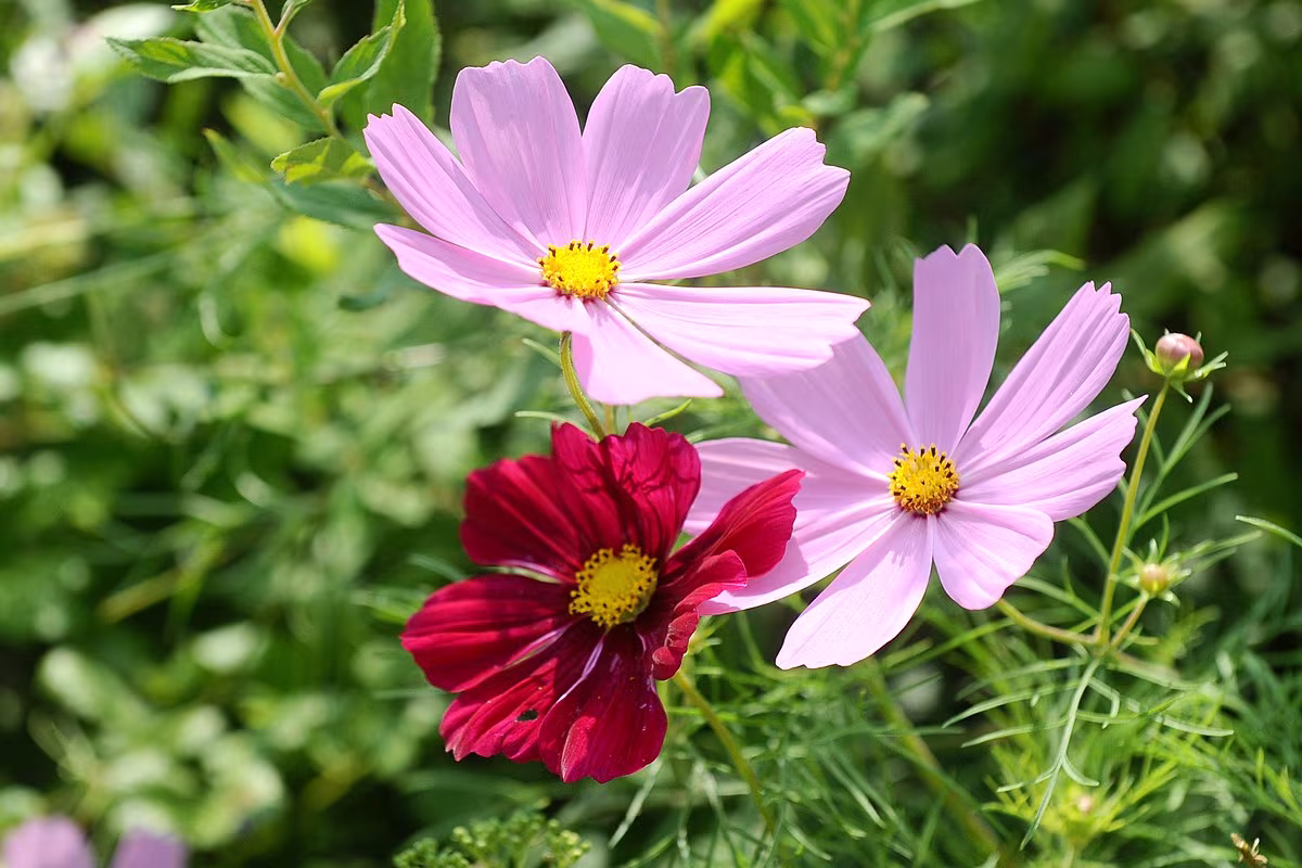 To Onętek - roślina ogrodowanadaje się do uprawy w donicy